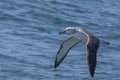 Juvenile Grey-headed Albatross